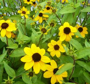 Třapatka trojlaločná - Rudbeckia triloba