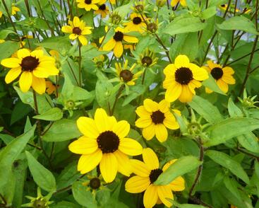 Třapatka trojlaločná