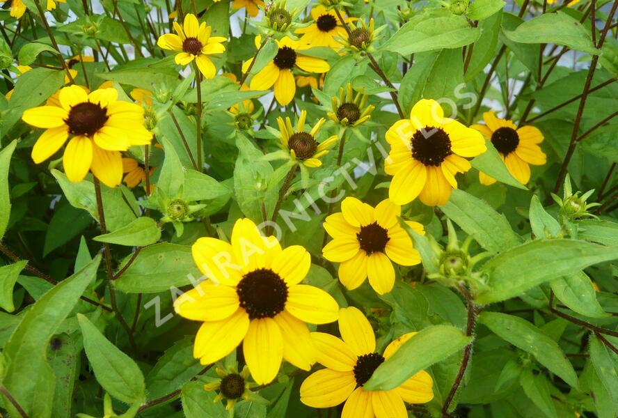 Třapatka trojlaločná - Rudbeckia triloba