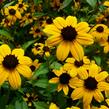 Třapatka trojlaločná - Rudbeckia triloba