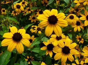 Třapatka trojlaločná - Rudbeckia triloba