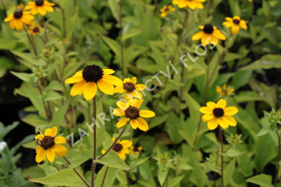 Třapatka trojlaločná - Rudbeckia triloba