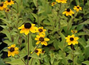 Třapatka trojlaločná - Rudbeckia triloba