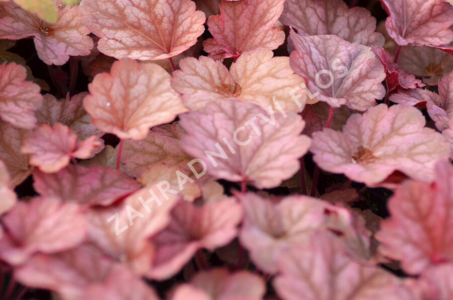 Dlužicha 'Berry Smoothie' - Heuchera hybrida 'Berry Smoothie'