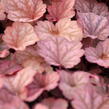 Dlužicha 'Berry Smoothie' - Heuchera hybrida 'Berry Smoothie'