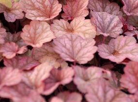 Dlužicha 'Berry Smoothie' - Heuchera hybrida 'Berry Smoothie'