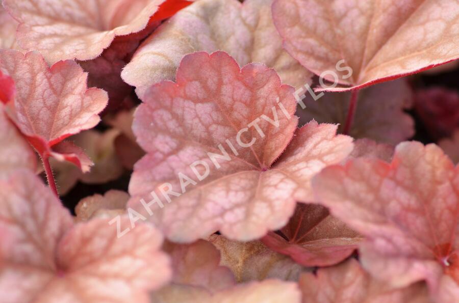 Dlužicha 'Berry Smoothie' - Heuchera hybrida 'Berry Smoothie'