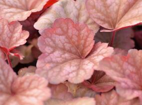 Dlužicha 'Berry Smoothie' - Heuchera hybrida 'Berry Smoothie'