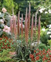 Náprstník drobnokvětý 'Milk Chocolate' - Digitalis parviflora 'Milk Chocolate'