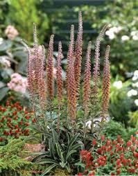 Náprstník drobnokvětý 'Milk Chocolate' - Digitalis parviflora 'Milk Chocolate'