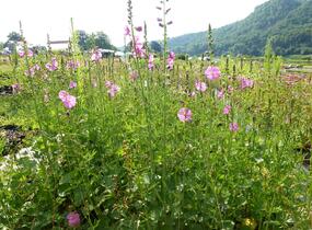 Slézovník jabloňokvětý 'Stark's Hybrids' - Sidalcea malviflora 'Stark's Hybrids'