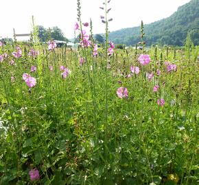 Slézovník jabloňokvětý 'Stark's Hybrids' - Sidalcea malviflora 'Stark's Hybrids'