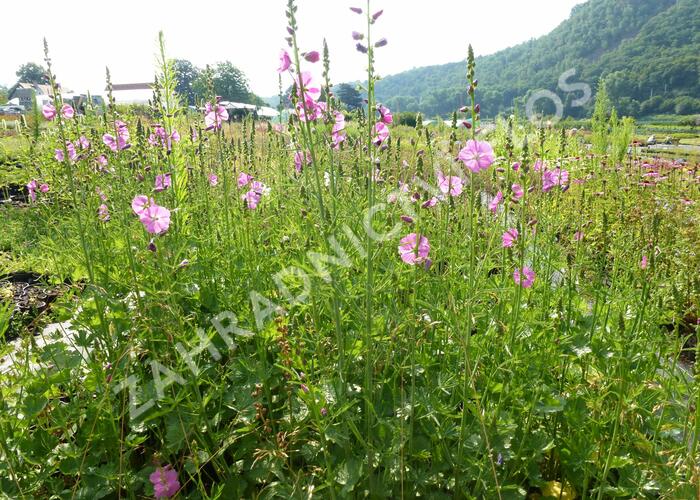 Slézovník jabloňokvětý 'Stark's Hybrids' - Sidalcea malviflora 'Stark's Hybrids'