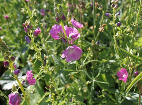 Slézovník jabloňokvětý 'Stark's Hybrids' - Sidalcea malviflora 'Stark's Hybrids'