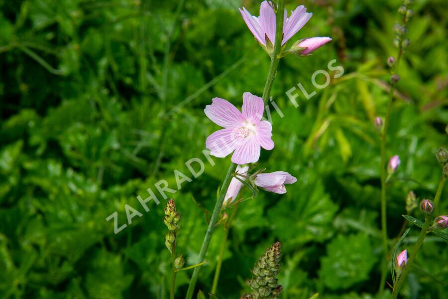 Slézovník jabloňokvětý 'Stark's Hybrids' - Sidalcea malviflora 'Stark's Hybrids'