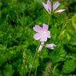 Slézovník jabloňokvětý 'Stark's Hybrids' - Sidalcea malviflora 'Stark's Hybrids'
