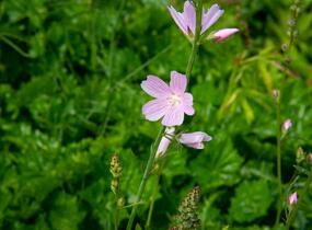 Slézovník jabloňokvětý 'Stark's Hybrids' - Sidalcea malviflora 'Stark's Hybrids'