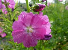 Slézovník jabloňokvětý 'Stark's Hybrids' - Sidalcea malviflora 'Stark's Hybrids'