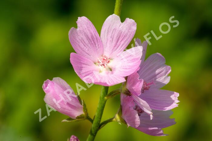 Slézovník jabloňokvětý 'Stark's Hybrids' - Sidalcea malviflora 'Stark's Hybrids'