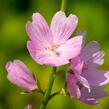Slézovník jabloňokvětý 'Stark's Hybrids' - Sidalcea malviflora 'Stark's Hybrids'