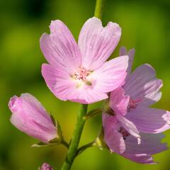 Slézovník jabloňokvětý 'Stark's Hybrids' - Sidalcea malviflora 'Stark's Hybrids'