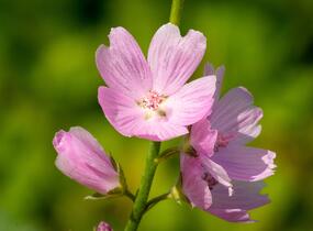 Slézovník jabloňokvětý 'Stark's Hybrids' - Sidalcea malviflora 'Stark's Hybrids'