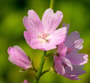 Slézovník jabloňokvětý 'Stark's Hybrids' - Sidalcea malviflora 'Stark's Hybrids'