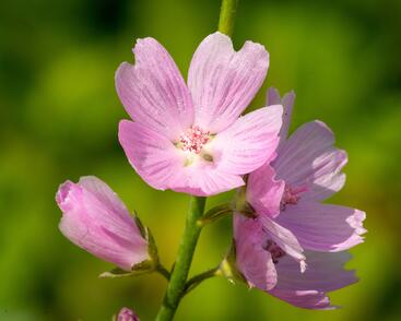 Slézovník jabloňokvětý 'Stark's Hybrids'