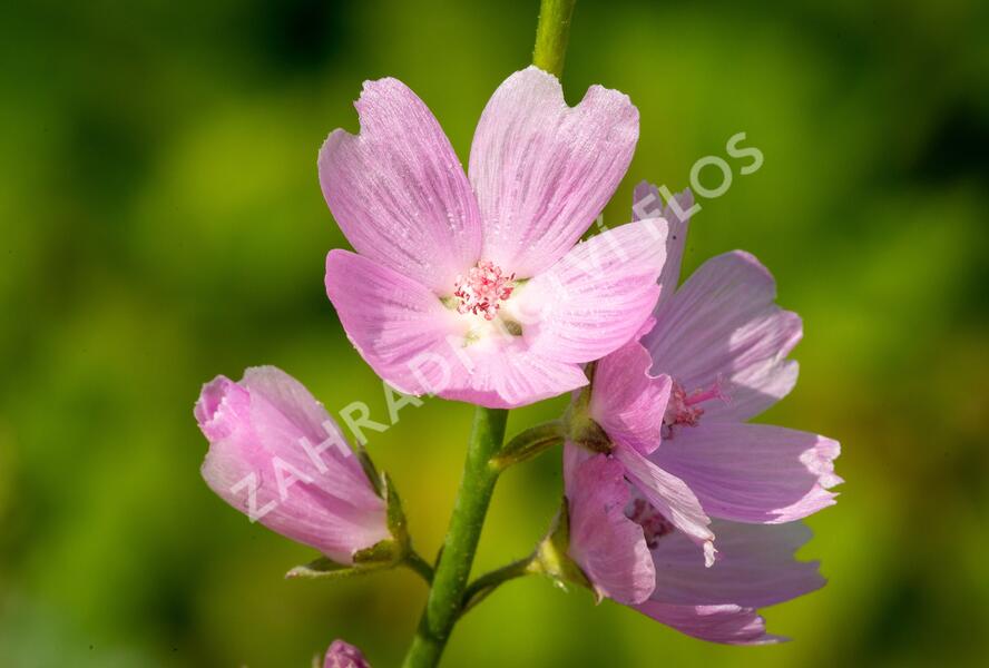 Slézovník jabloňokvětý 'Stark's Hybrids' - Sidalcea malviflora 'Stark's Hybrids'