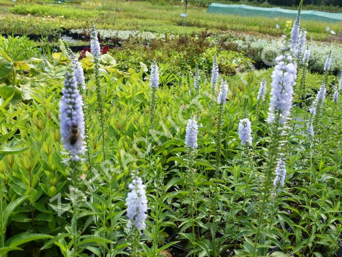 Rozrazil dlouholistý 'Lila Karina' - Veronica longifolia 'Lila Karina'