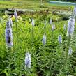 Rozrazil dlouholistý 'Lila Karina' - Veronica longifolia 'Lila Karina'
