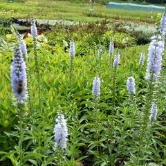 Rozrazil dlouholistý 'Lila Karina' - Veronica longifolia 'Lila Karina'
