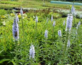 Rozrazil dlouholistý 'Lila Karina'