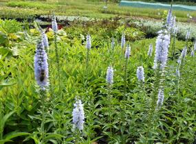 Rozrazil dlouholistý 'Lila Karina' - Veronica longifolia 'Lila Karina'