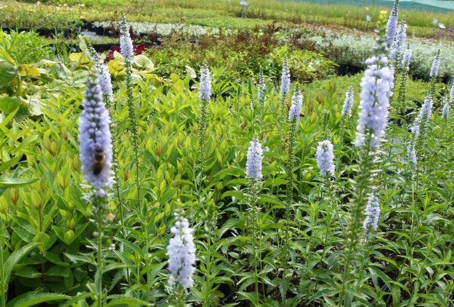 Rozrazil dlouholistý 'Lila Karina' - Veronica longifolia 'Lila Karina'