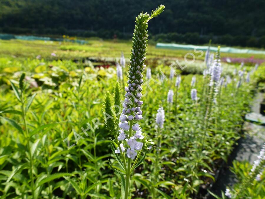 Rozrazil dlouholistý 'Lila Karina' - Veronica longifolia 'Lila Karina'
