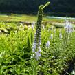 Rozrazil dlouholistý 'Lila Karina' - Veronica longifolia 'Lila Karina'