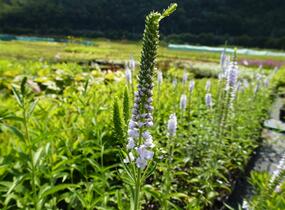 Rozrazil dlouholistý 'Lila Karina' - Veronica longifolia 'Lila Karina'
