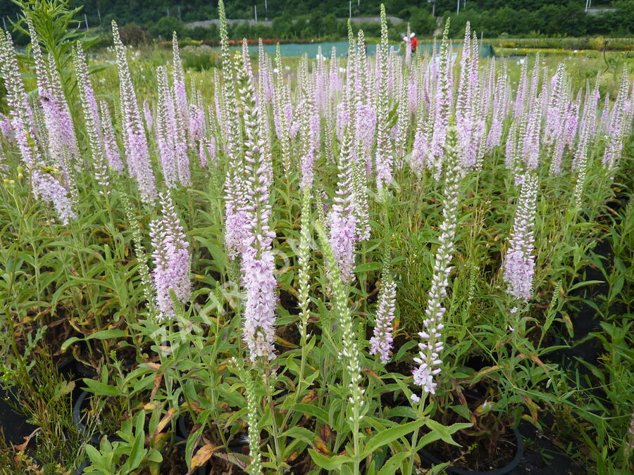 Rozrazil klasnatý 'Fairy Tale' - Veronica spicata 'Fairy Tale'