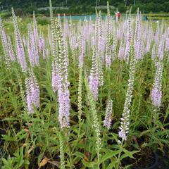 Rozrazil klasnatý 'Fairy Tale' - Veronica spicata 'Fairy Tale'