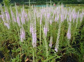 Rozrazil klasnatý 'Fairy Tale' - Veronica spicata 'Fairy Tale'