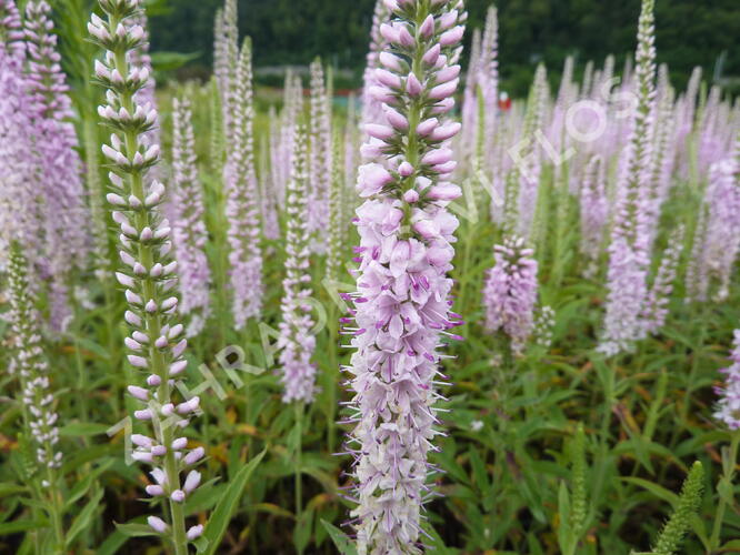 Rozrazil klasnatý 'Fairy Tale' - Veronica spicata 'Fairy Tale'