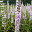 Rozrazil klasnatý 'Fairy Tale' - Veronica spicata 'Fairy Tale'