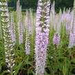 Rozrazil klasnatý 'Fairy Tale' - Veronica spicata 'Fairy Tale'