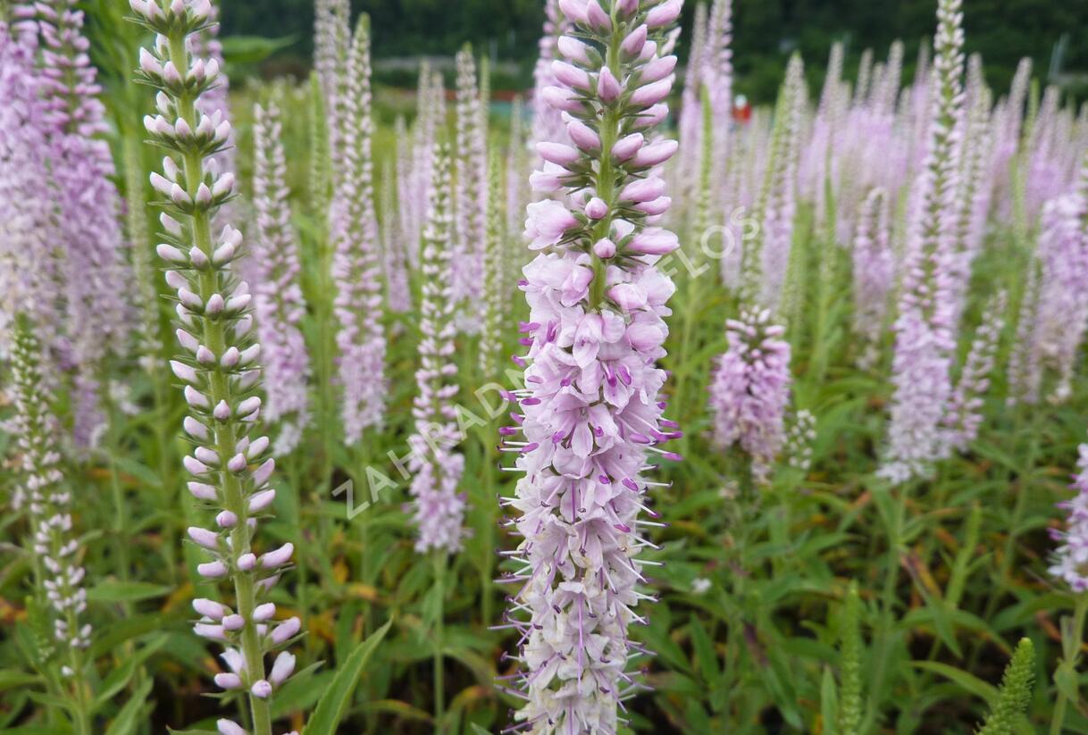 Rozrazil klasnatý 'Fairy Tale' - Veronica spicata 'Fairy Tale'