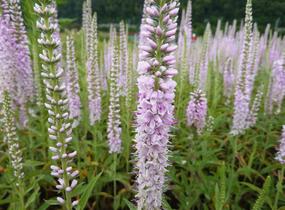 Rozrazil klasnatý 'Fairy Tale' - Veronica spicata 'Fairy Tale'