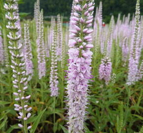 Rozrazil klasnatý 'Fairy Tale' - Veronica spicata 'Fairy Tale'