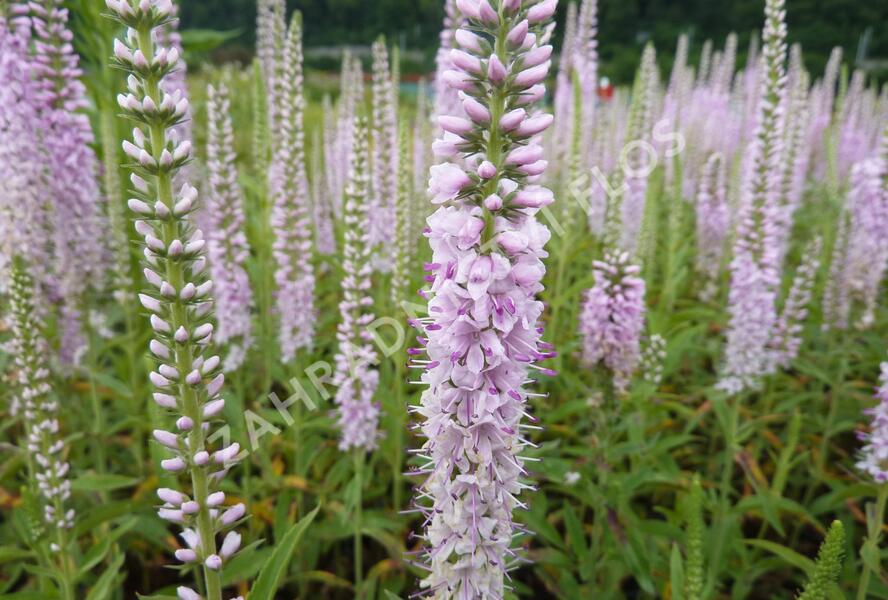 Rozrazil klasnatý 'Fairy Tale' - Veronica spicata 'Fairy Tale'