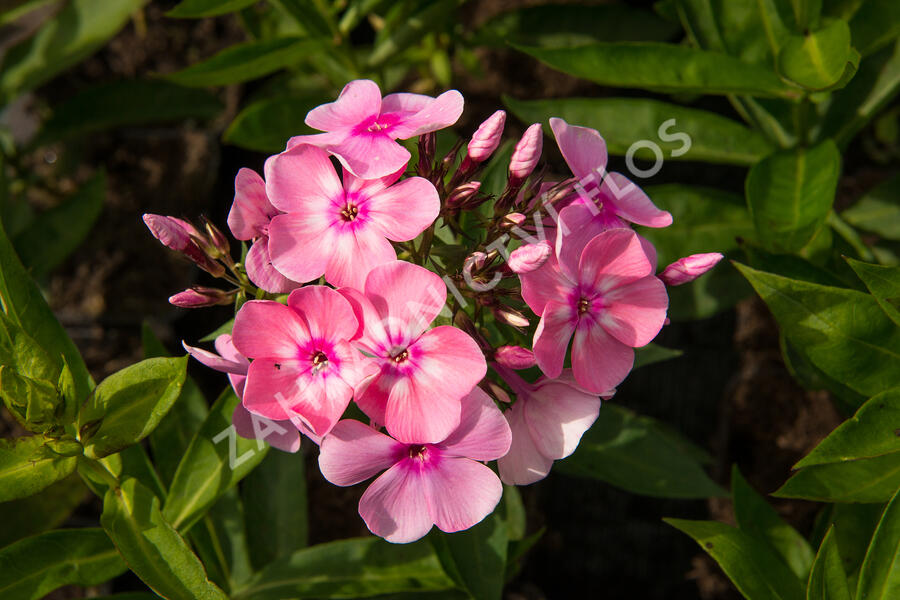 Plamenka latnatá 'Sweet Summer Compact Rose White' - Phlox paniculata 'Sweet Summer Compact Rose White'