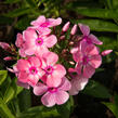 Plamenka latnatá 'Sweet Summer Compact Rose White' - Phlox paniculata 'Sweet Summer Compact Rose White'